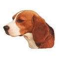 Beagle-Aufkleber