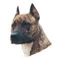 gestromter American Staffordshire Terrier-Aufkleber