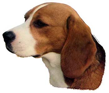 Große Aufkleber-Packung (2 Aufkleber) mit Beagle-Motiv