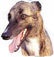 Greyhound-Kopf
