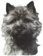 Cairn Terrier-Kopf