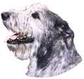 Irish Wolfhound-Kopf