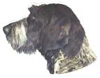 Vorstehhund-Kopf, schwarz-weiss