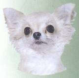 Chihuahua-Kopf, weiß