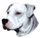 Dogo Argentino-Kopf