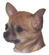 Chihuahua-Kopf, braun