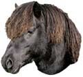 Shetland Pony-Kopf