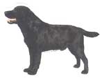 Labrador, schwarz