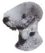 Bedlington Terrier-Kopf