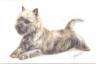 Grußkarte "Cairn Terrier, liegend"