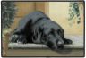 Liegender schwarzer Labrador Retriever-Fußmatte