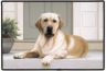 Liegender heller Labrador Retriever-Fußmatte