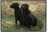 Zwei schwarze Labrador Retriever-Fußmatte