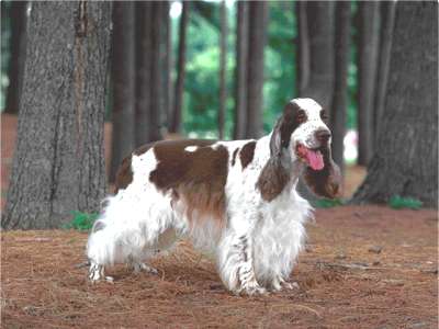Englischer Cocker Spaniel Rassengeschichte und -merkmale