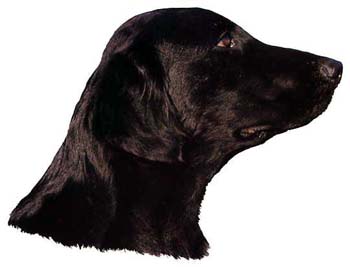 Gro�e Aufkleber-Packung (2 Aufkleber) mit Flat Coated Retriever-Motiv