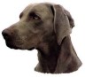 Weimaraner Aufkleber