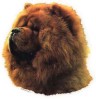 Chow Chow Aufkleber