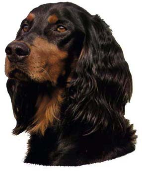 Gro�e Aufkleber-Packung (2 Aufkleber) mit Gordon Setter-Motiv