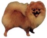 Pomeranian Aufkleber