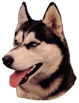 Gro�e Aufkleber-Packung (2 Aufkleber) mit Siberian Husky (schwarz-wei�)-Motiv