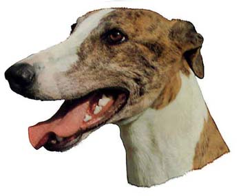 Gro�e Aufkleber-Packung (2 Aufkleber) mit Greyhound (gestromt)-Motiv