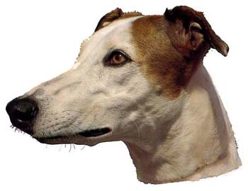 Gro�e Aufkleber-Packung (2 Aufkleber) mit Greyhound (braun-wei�)-Motiv