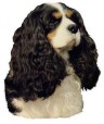 Cavalier King Charles Spaniel Aufkleber