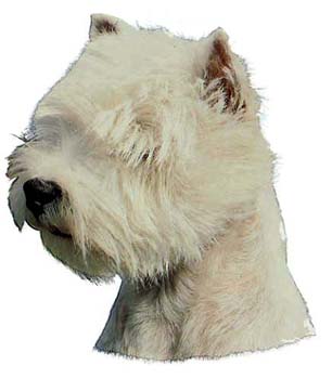 Gro�e Aufkleber-Packung (2 Aufkleber) mit West Highland White Terrier (Kopf, seitlich)-Motiv
