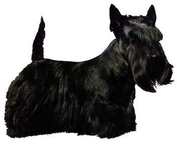 Gro�e Aufkleber-Packung (2 Aufkleber) mit Scottish Terrier-Motiv