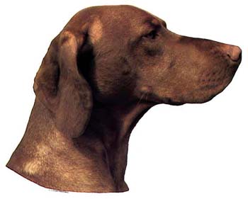 Gro�e Aufkleber-Packung (2 Aufkleber) mit Vizsla-Motiv