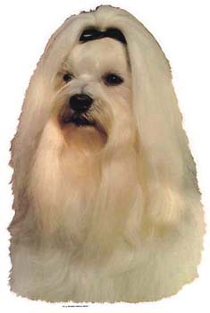 Gro�e Aufkleber-Packung (2 Aufkleber) mit Malteser-Motiv