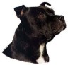 Staffordshire Bullterrier Aufkleber