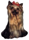Yorkshire Terrier Aufkleber