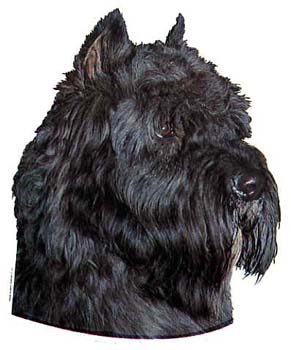 Gro�e Aufkleber-Packung (2 Aufkleber) mit Bouvier des Flandres (schwarz, kupiert)-Motiv