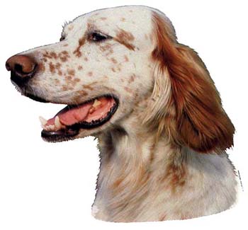 Gro�e Aufkleber-Packung (2 Aufkleber) mit Englischer Setter (braun-wei�)-Motiv