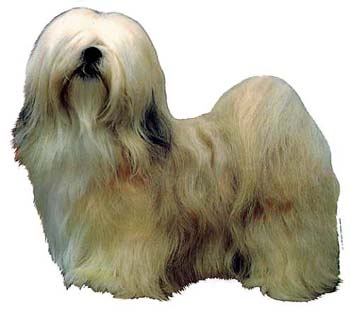 Gro�e Aufkleber-Packung (2 Aufkleber) mit Lhasa Apso (hell)-Motiv