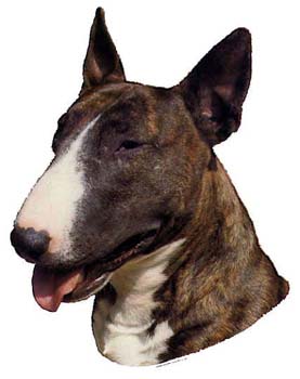 Gro�e Aufkleber-Packung (2 Aufkleber) mit  Bullterrier (braun-wei�)-Motiv
