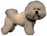 Bichon Fris�e Aufkleber