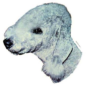 Gro�e Aufkleber-Packung (2 Aufkleber) mit Bedlington Terrier-Motiv