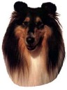 Collie Aufkleber