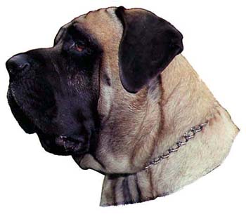 Gro�e Aufkleber-Packung (2 Aufkleber) mit Englischer Mastiff-Motiv