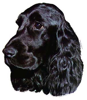 Gro�e Aufkleber-Packung (2 Aufkleber) mit Cocker Spaniel (schwarz)-Motiv