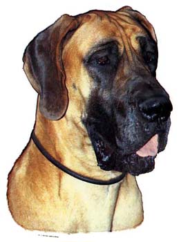 Gro�e Aufkleber-Packung (2 Aufkleber) mit Deutsche Dogge (gelb, unkupiert)-Motiv