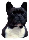 Franz�sische Bulldogge Aufkleber