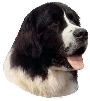 Gro�e Aufkleber-Packung (2 Aufkleber) mit Landseer-Motiv