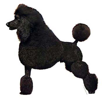 Gro�e Aufkleber-Packung (2 Aufkleber) mit Pudel (schwarz, stehend, Schur)-Motiv