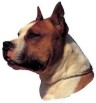 American Staffordshire Terrier Aufkleber