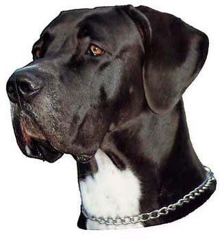 Gro�e Aufkleber-Packung (2 Aufkleber) mit Deutsche Dogge (schwarz-wei�, unkupiert)-Motiv