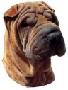 Shar Pei Aufkleber