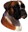 Boxer Aufkleber
